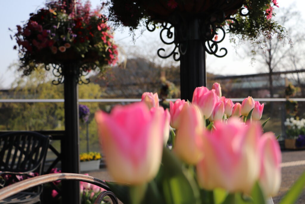 チューリップは一年生の花