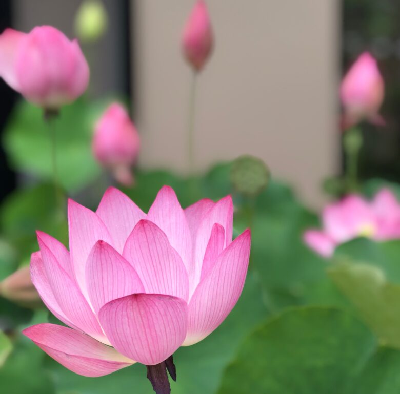 蓮の花